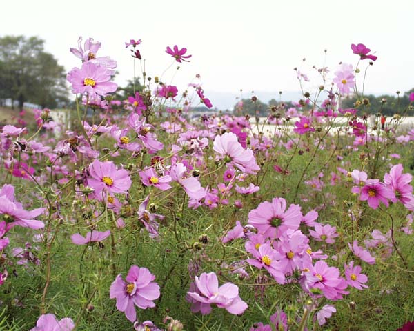 西宮 コスモス 西宮 コスモス